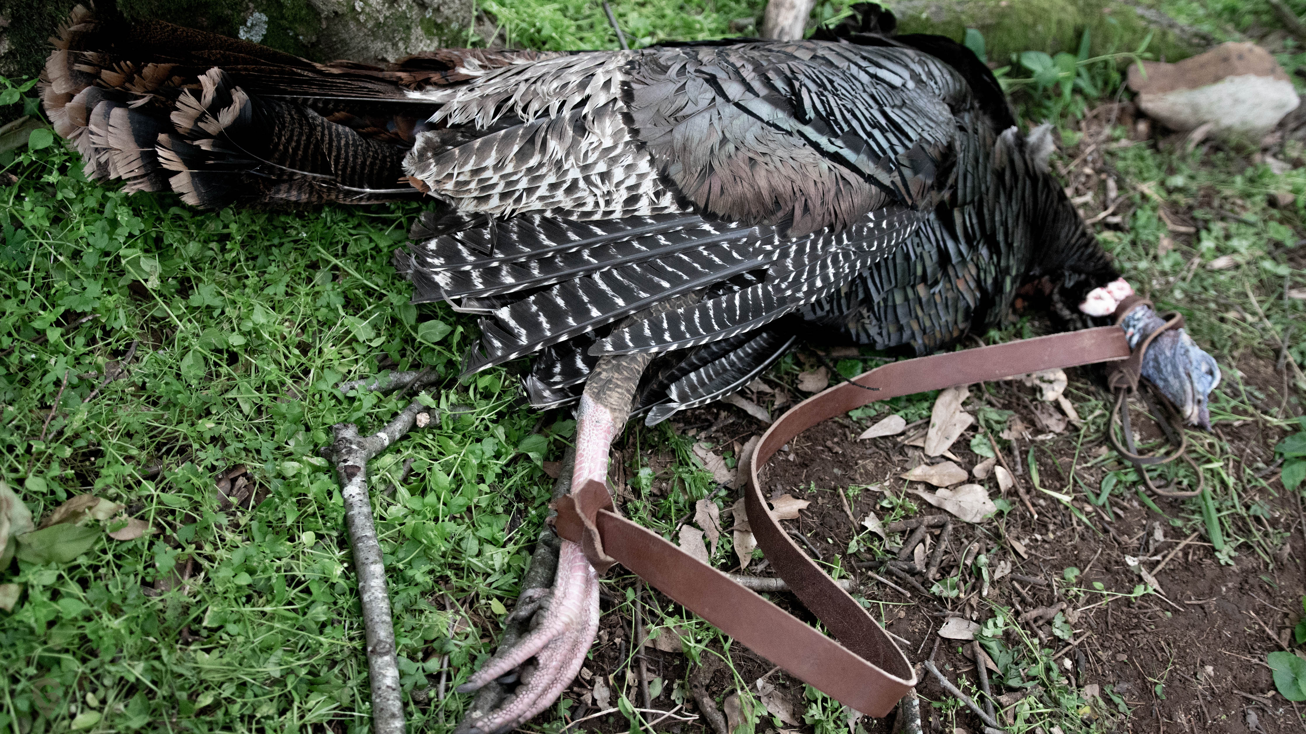 Leather totes for turkey deals hunting